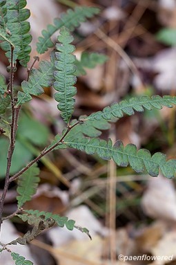 Leaves and stem